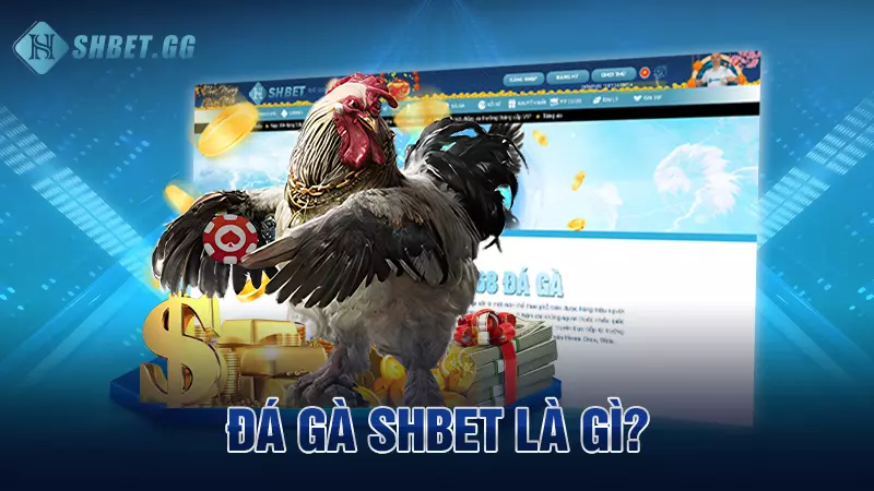 SHBET PRO – Trang Chủ, Sản Phẩm & Hướng Dẫn Truy Cập 13 Đá gà Shbet là gì?